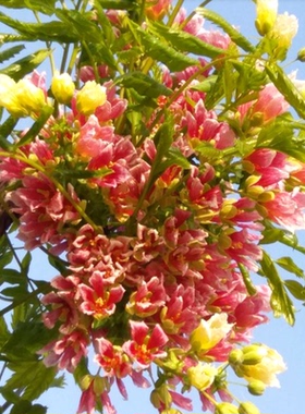 文冠花树苗状元花盆栽室内外阳台庭院盆景四季好养花卉多年生植物