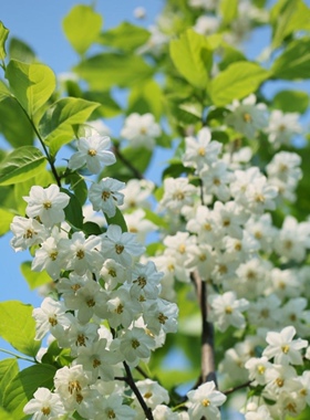 野茉莉安息香玉玲花树苗秤锤花浓香型花卉四季开花耐寒庭院风景树