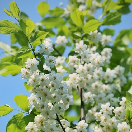 野茉莉安息香玉玲花树苗秤锤花浓香型花卉四季开花耐寒庭院风景树