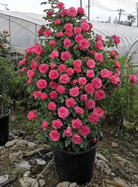 爬藤粉色达芬奇蔷薇花苗四季开花藤本月季盆栽室内外爬墙粉达大苗