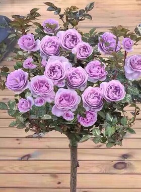 蓝色风暴树桩月季树状大花浓香型四季开花阳台庭院盆栽灌木蓝紫色