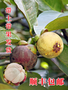 海南无籽山竹果树果苗山竹树苗南方北方种植四季盆栽地栽当年结果