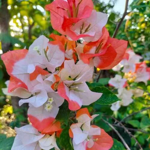 三角梅盆栽大苗花卉花期带花发货好养活勤花耐晒阳台可种四季开花