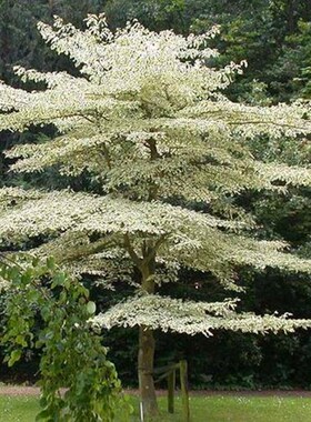 稀有品种别墅树灯台树苗花卉室外 庭院.四季常绿.植物.南北方种植