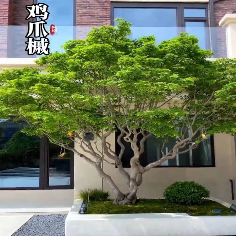 鸡爪槭树苗别墅庭院耐寒大型绿化风景树彩叶丛生鸡爪槭树红枫树苗图片