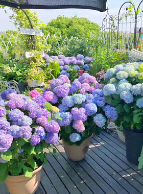 绣球花苗盆栽室内阳台庭院植物四季开花卉无尽夏当年开花耐寒老桩