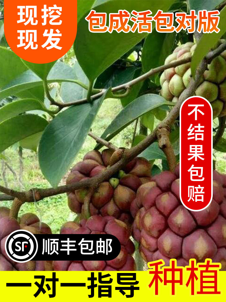 黑老虎果苗五味子布福娜大血藤酒饭团爬藤树苗抗霜冻南北方种植