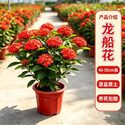 龙船花盆栽四季开花庭院阳台好养绿植多年生木本花卉耐热耐晒易活