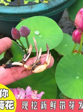 碗莲种藕根茎带芽小型花苗水培植物四季室内荷花盆栽睡莲花卉开花