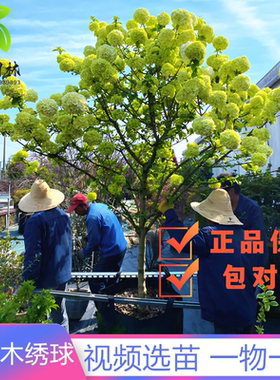 中华木本绣球树苗大花斗球白麻球苗庭院别墅耐寒盆栽风景树绣球花