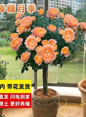 高杆树桩月季花阳台盆栽大花浓香蓝色风暴棒棒糖四季开花树状玫瑰