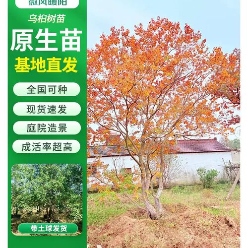 申堰红叶乌桕菩提树苗耐寒绿化