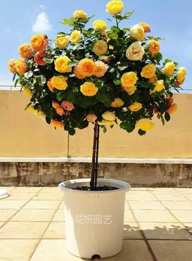 金丝雀棒棒糖树桩月季花苗阳台盆栽微月多头开花高杆树状欧月黄色