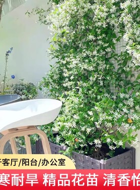 白色风车茉莉爬藤植物庭院爬墙四季开花浓香型洛石盆栽大苗老桩