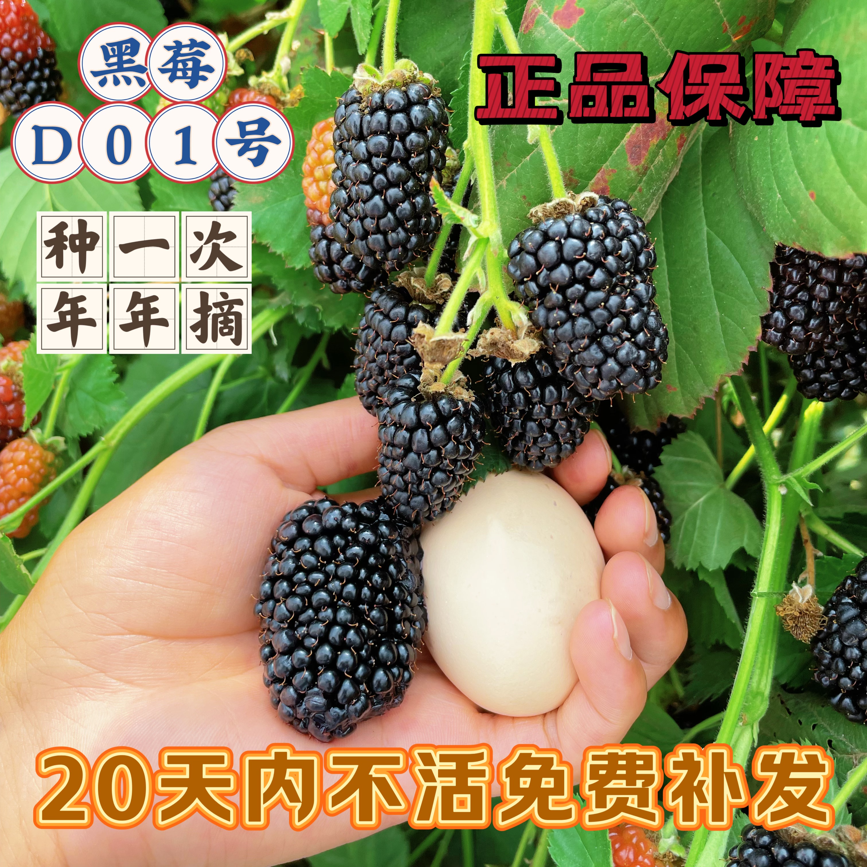 【D01号双季无刺大黑莓】多年生 口感好易成活 带土发 可阳台盆栽