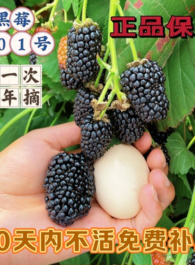 草莓苗蓝莓苗果树苗树苗
