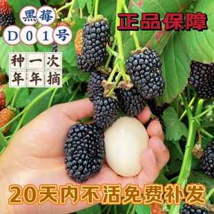 【D01号双季无刺大黑莓】多年生 口感好易成活 带土发 可阳台盆栽