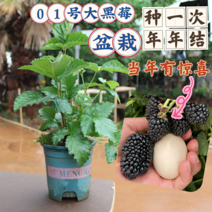 【D01号双季无刺大黑莓】多年生 口感好易成活 带土发 可阳台盆栽