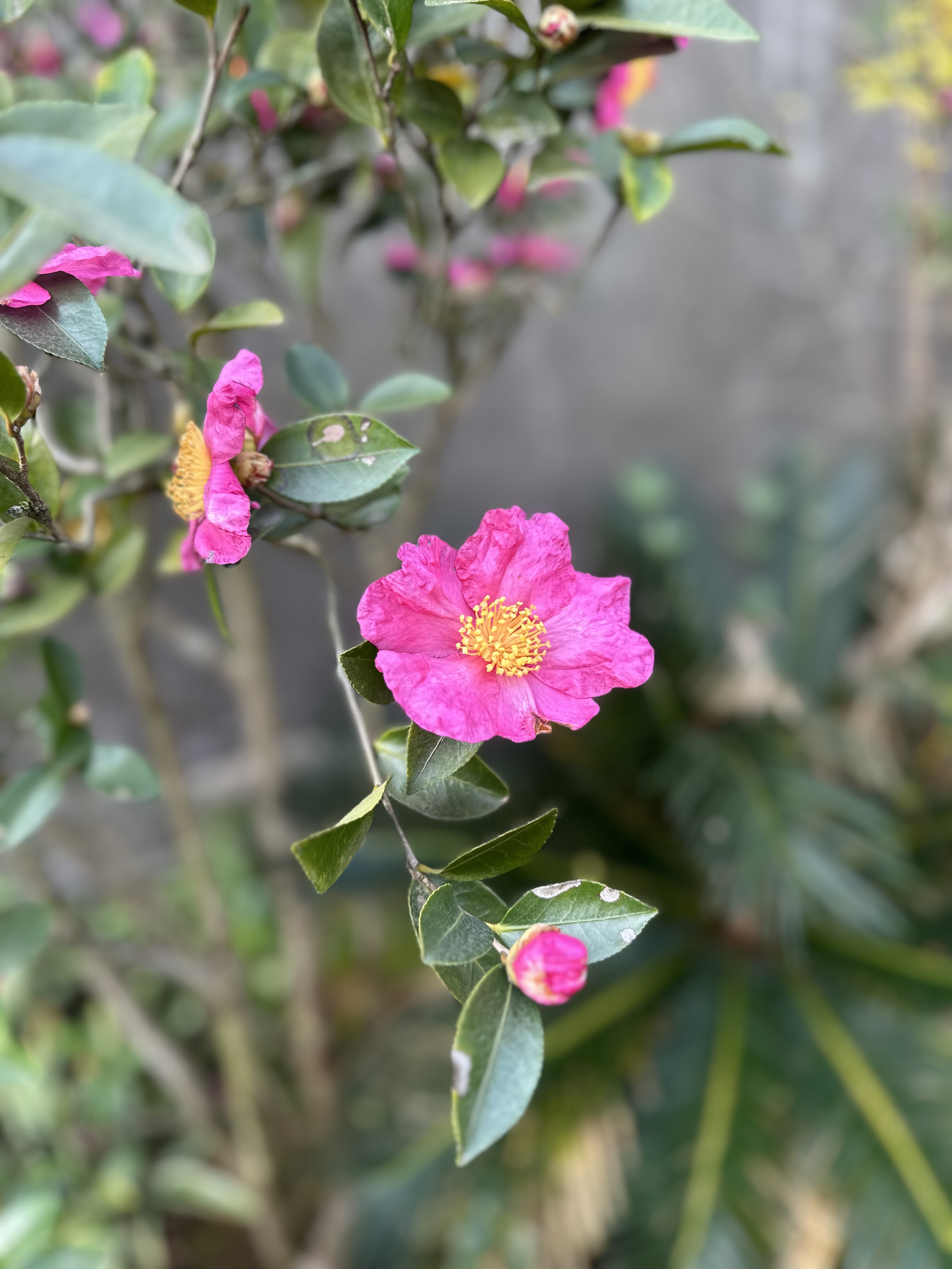 晚霞茶梅 四季常绿 会开花 山茶花 盆栽苗 带花苞原生大苗