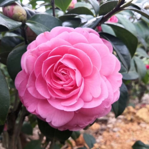 宝贝夫人 嫁接苗 盆栽苗 植物花卉 茶花 盆景  绿植 带花苞