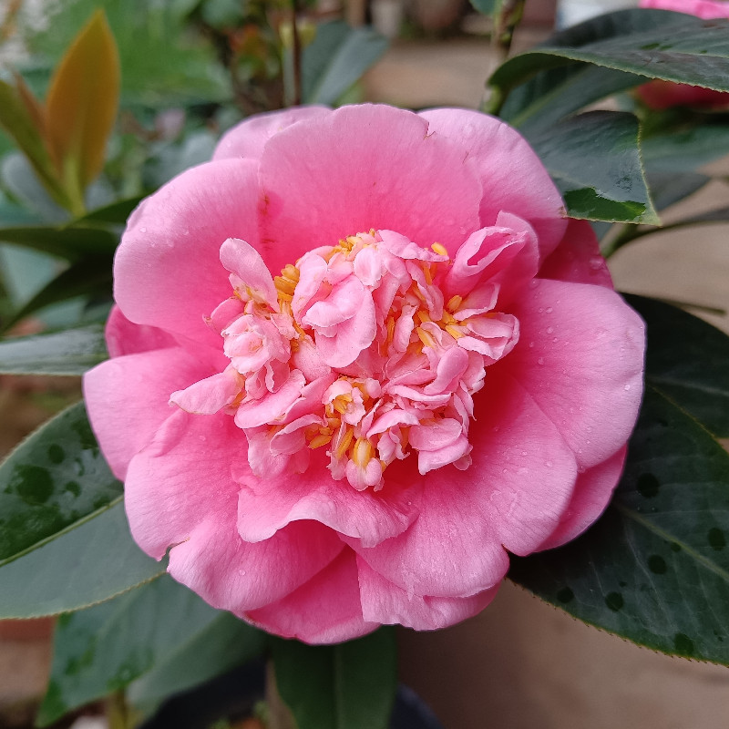 悦牡丹 茶花 嫁接苗 盆栽苗 托桂型 珍贵稀有 罕见花卉 植物 常绿