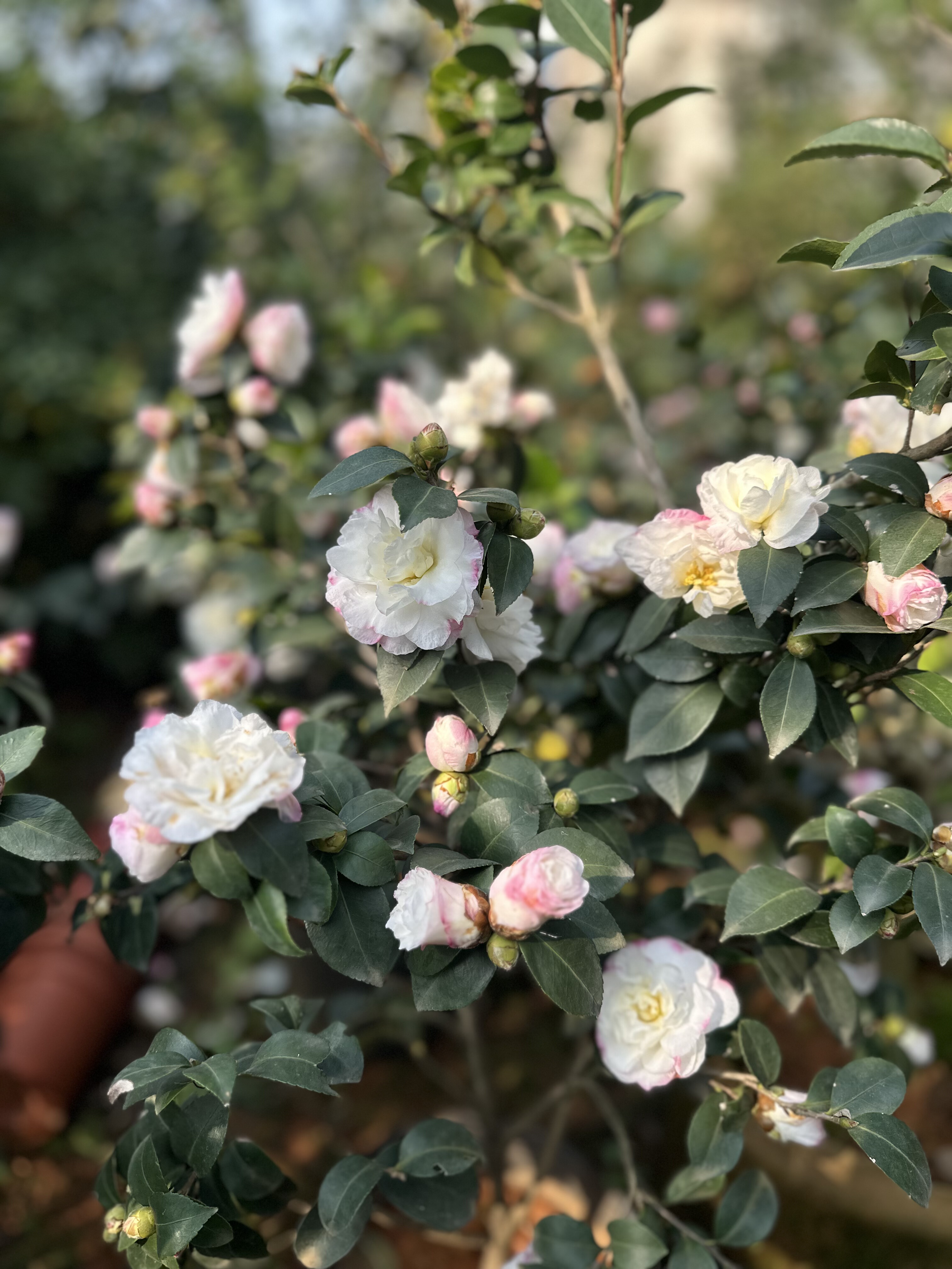 埃米粒 艾米莉 原生苗 扦插苗 茶梅 花期早 盆栽苗 小朝仓 植物,鲜花速递/花卉仿真/绿植园艺,绣球/木绣球/木本植物,淘宝优惠券,粉丝福利购,淘宝优惠卷