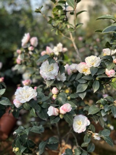 埃米粒 艾米莉 原生苗 扦插苗 茶梅 花期早 盆栽苗 小朝仓 植物