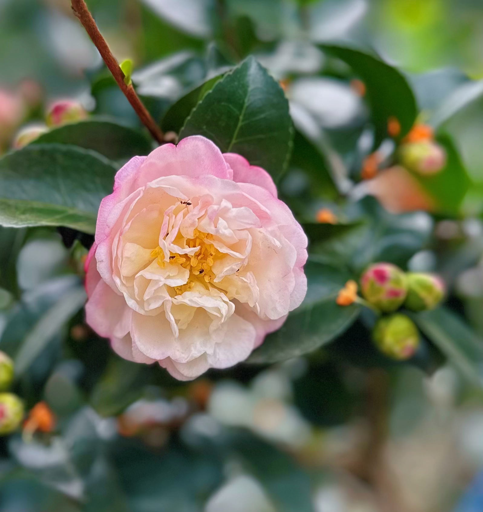 朝仓 大盆景 原生苗 四季常绿 带香味 带花苞 盆栽苗花卉绿植茶梅