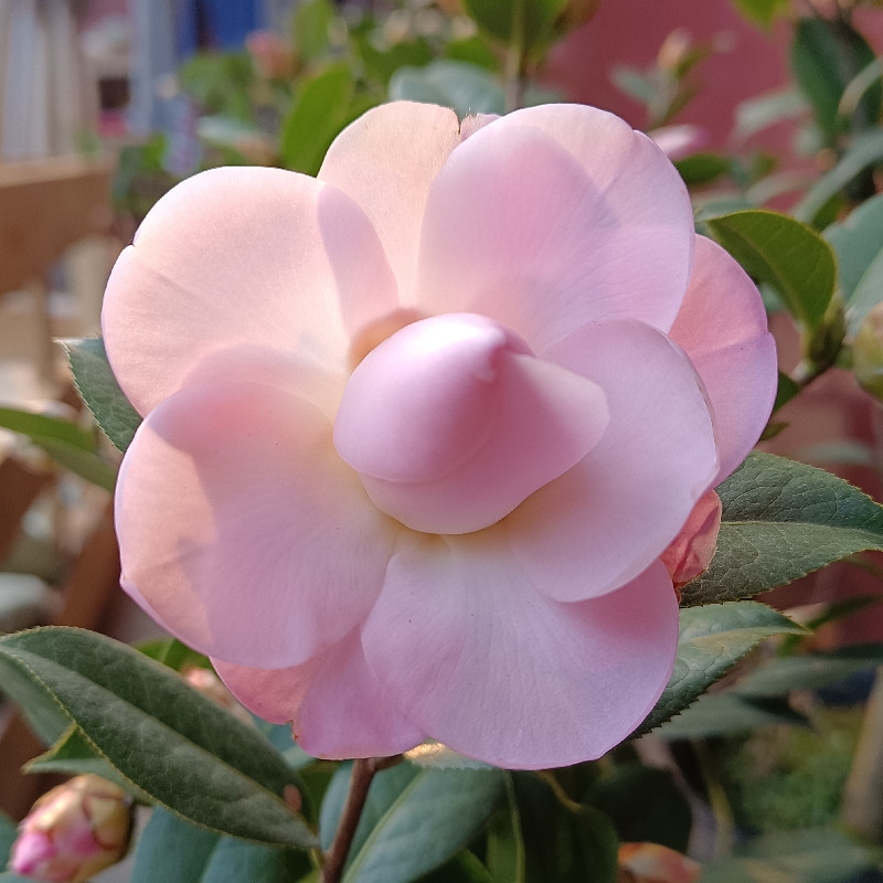 飘柔 茶花 嫁接苗 盆栽 珍贵稀有 进口品种 阳台庭院种植