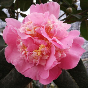 埃尔西朱瑞茶花苗 原生多年大苗 新西兰品种 盆栽茶苗 茶花树苗