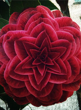 贝拉黑玫瑰茶花 盆栽苗 原生苗 金华美女 紫贝拉 红叶贝拉黑贝拉