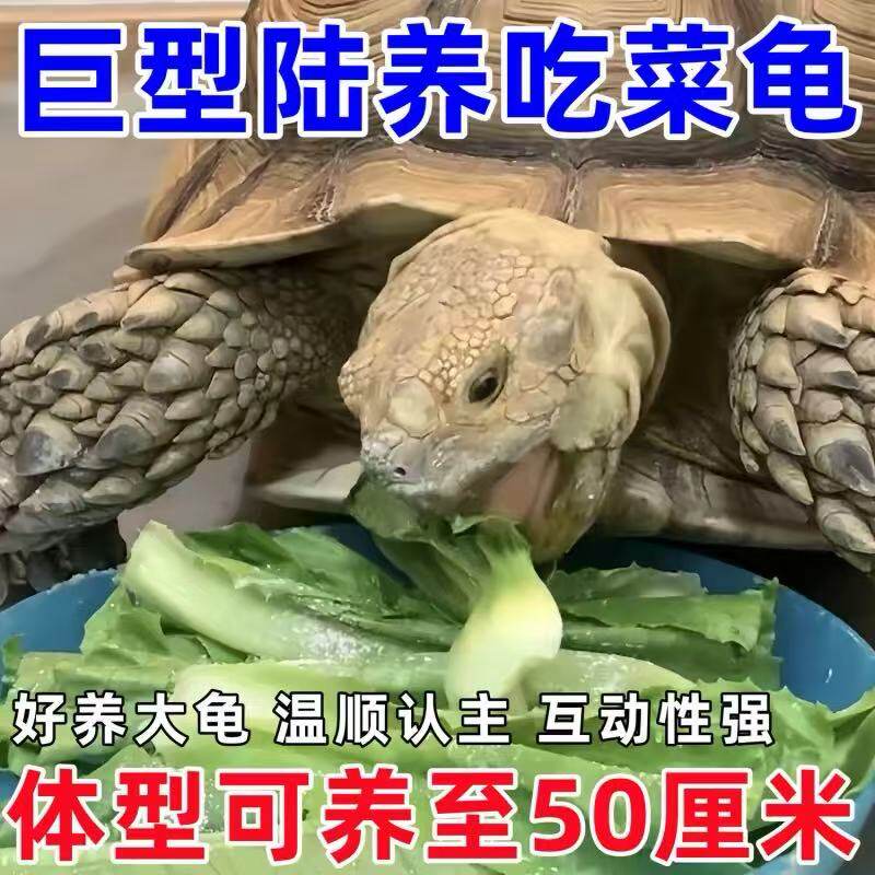 陆地巨型吃菜龟特大草龟素食乌龟活物成年乌龟宠物龟苗大型下蛋龟