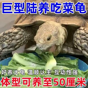 陆地巨型吃菜龟特大草龟素食乌龟活物成年乌龟宠物龟苗大型下蛋龟