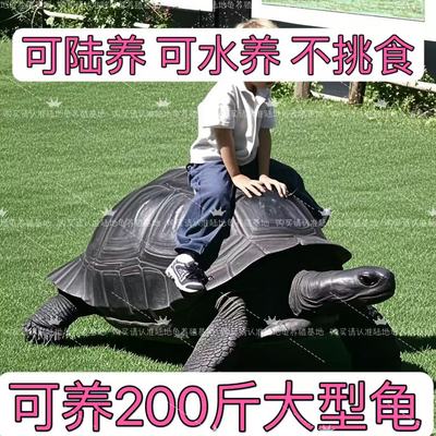 【乌龟活物】陆地巨型吃菜龟超大一对下蛋家养大体草龟可养200斤