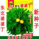 多年生野生蒲公英种子 露地菜园 新籽 东北婆婆丁种子