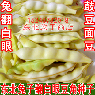 新籽东北油豆角种子无筋无柴 鼓豆面豆角 兔子翻白眼豆角种子