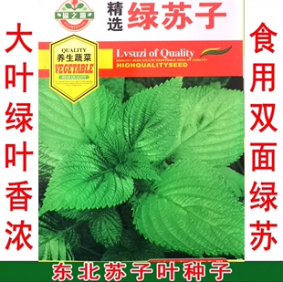 新籽双面绿苏种子 阳台庭院盆栽 大棚露地 大叶食用绿苏子叶种子