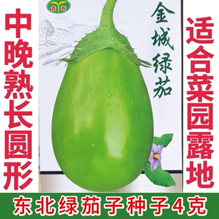 绿茄种子4克 亮绿长罐形 东北绿茄子种子 适合菜园露地
