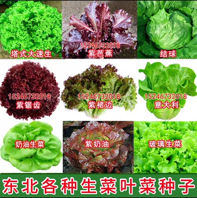 东北叶菜 沙拉玻璃 结球 意大利 奶油紫生菜 空心菜木耳菜种子