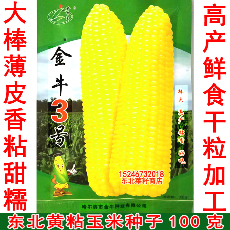 东北黄色甜糯玉米种子 原装大棒高产 金牛3号 香粘糯玉米 种子