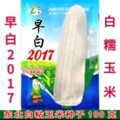 薄皮香玉 甜糯 香甜粘糯玉米种子 早白2017 新籽东北白粘糯玉米