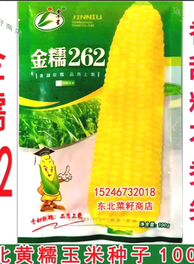 东北甜加糯 垦粘 香甜粘 黄甜糯521 金糯262黄色粘糯玉米种子