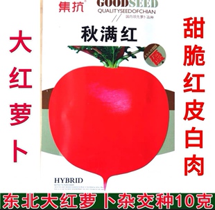 新籽 东北大红萝卜种子 甜脆 红皮白肉 杂交大红萝卜种子