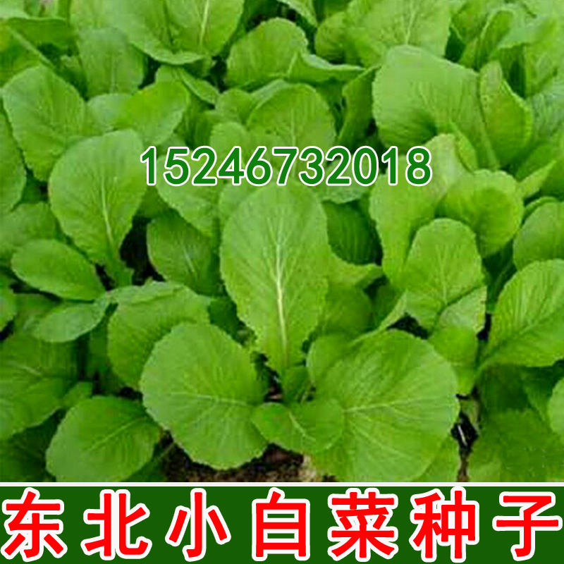 东北小白菜种子老品种 菜园庭院 清香美味 四季小白菜种子,鲜花速递/花卉仿真/绿植园艺,家庭园艺种子,淘宝优惠券,粉丝福利购,淘宝优惠卷