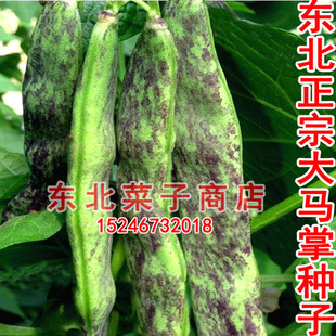 新籽东北豆角种子 原厂袋装 无筋无柴宽豆角 大马掌大豆角种子