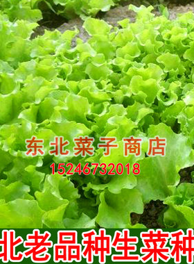 新东北老品种生菜  菜园可留种 大葱 毛豆小白菜 小辣椒紫苏种子