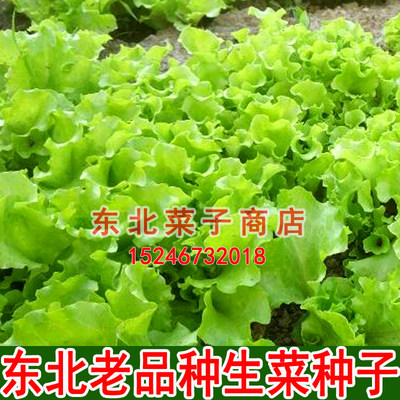 新东北老品种生菜菜园可留种