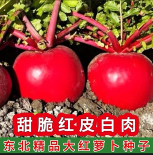 新籽 东北大红萝卜种子 原厂袋装 红皮白肉 大红萝卜种子