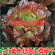 咖啡奶油生菜 沙拉生菜 紫叶奶油生菜种子 原装 东北紫生菜种子