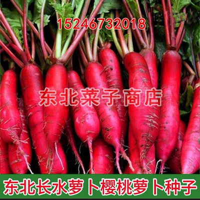 新籽新东北水萝卜种子5件
